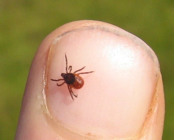 Tick bite treatment is preventable!