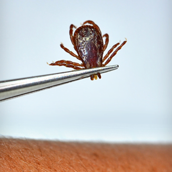 Borrelia burgdorferi and Lyme disease