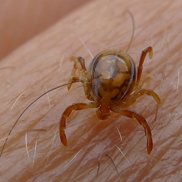 The tick while walking in Spain